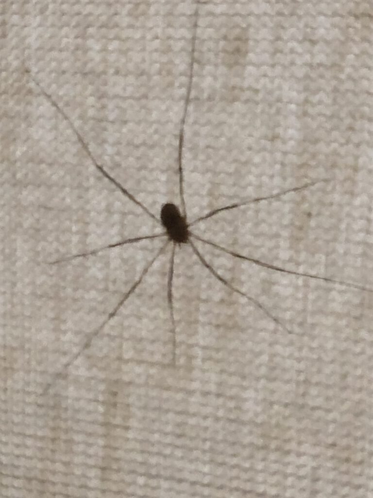 spinnen in Frankrijk