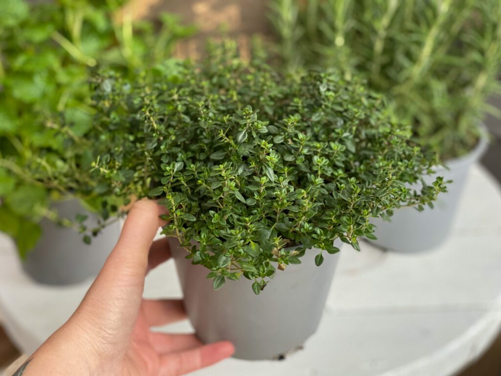 citroentijm gebruiken in gerechten 