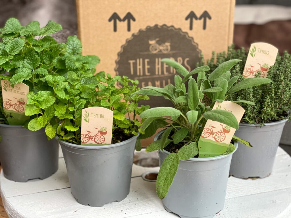 koken met verse kruiden