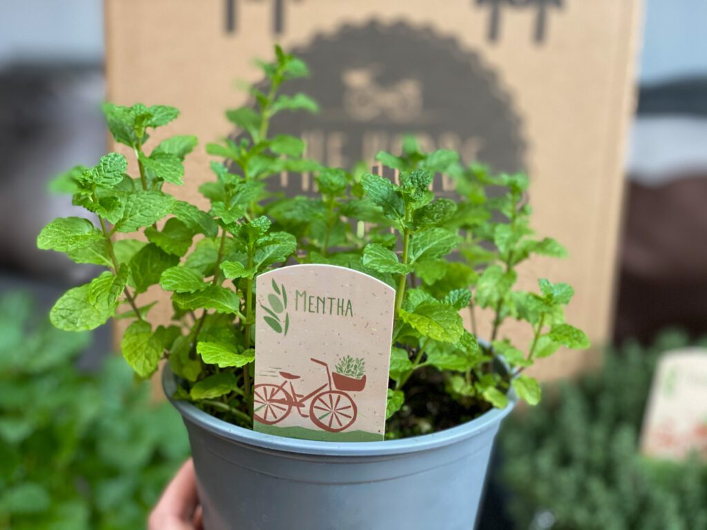 koken en bakken met verse munt kruiden 