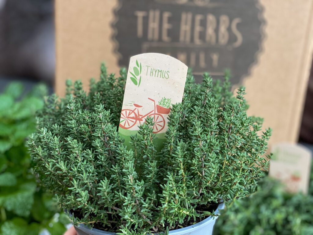 koken met verse kruiden: hoe gebruik je verse tijm