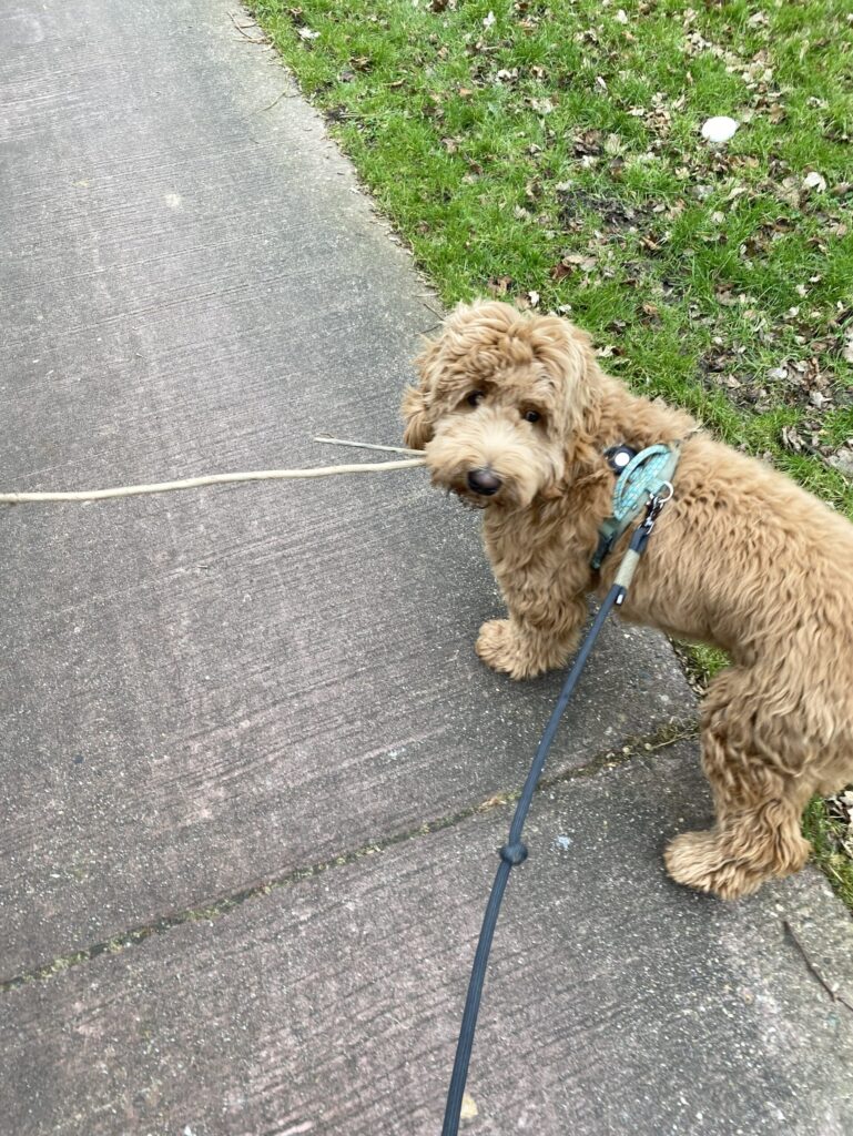 Thuis bij Familie over de Kook - week 7