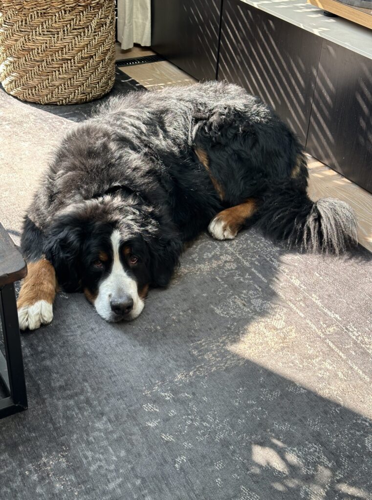 Thuis bij Familie over de Kook – week 10