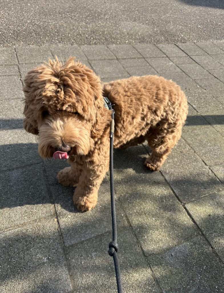 Thuis bij Familie over de Kook – week 11