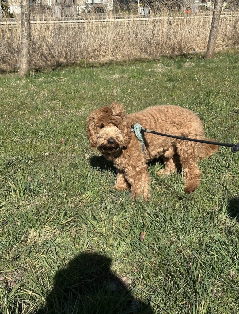 Thuis bij Familie over de Kook - week 12