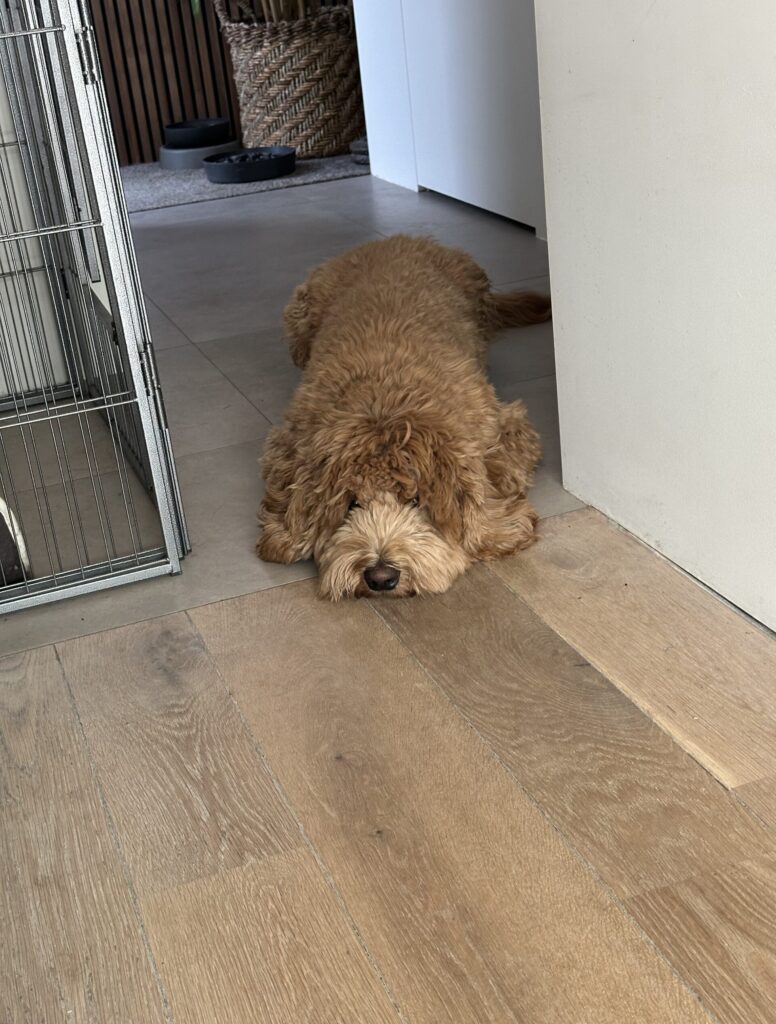 Thuis bij Familie over de Kook - week 12