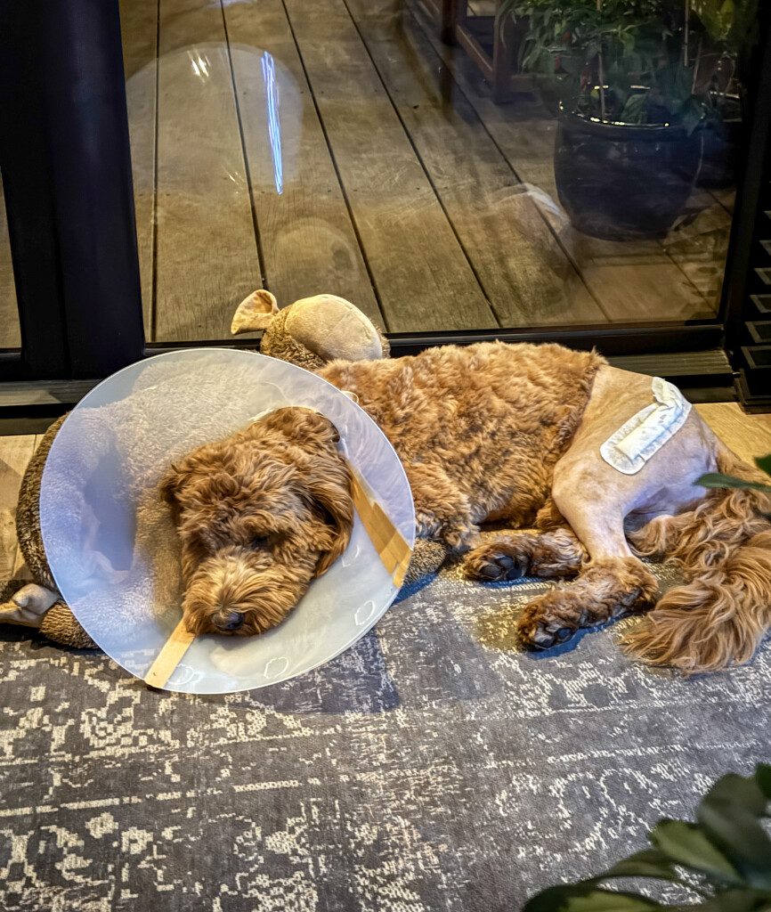 Thuis bij Familie over de Kook – week 13