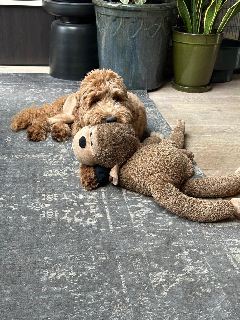 Thuis bij Familie over de Kook – week 17