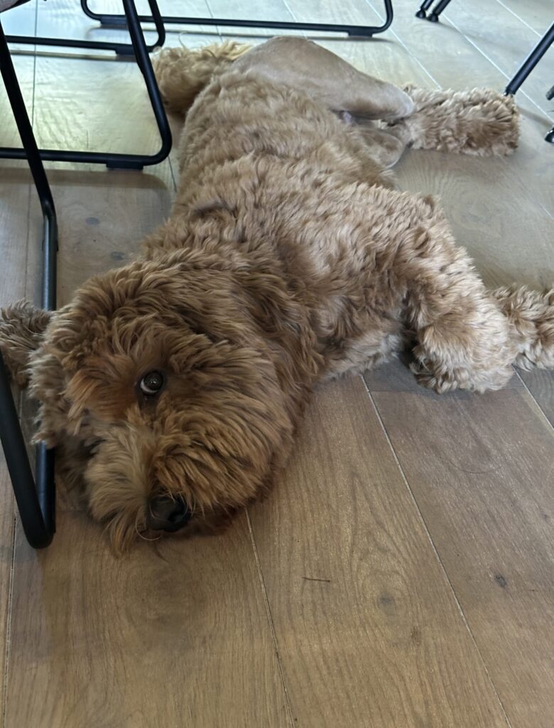 Thuis bij Familie over de Kook – week 16