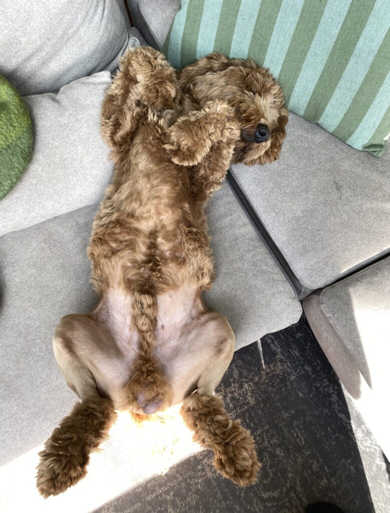 Thuis bij Familie over de Kook – week 15