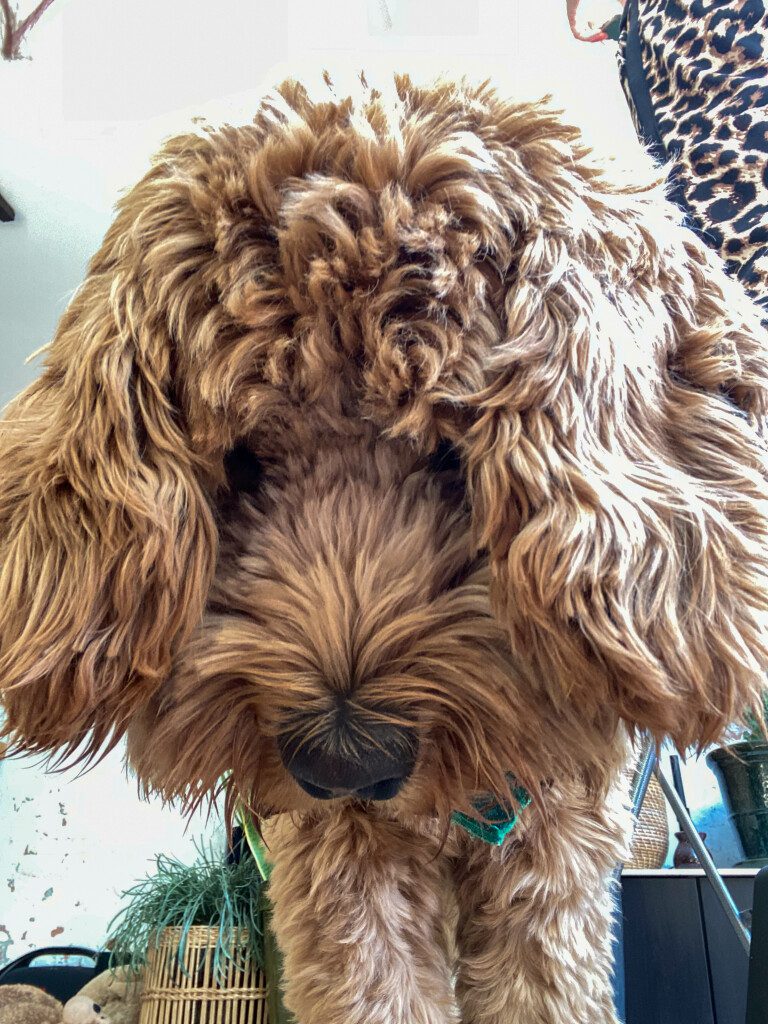 Thuis bij Familie over de Kook – week 20