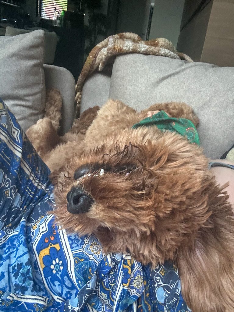 Thuis bij Familie over de Kook – week 20