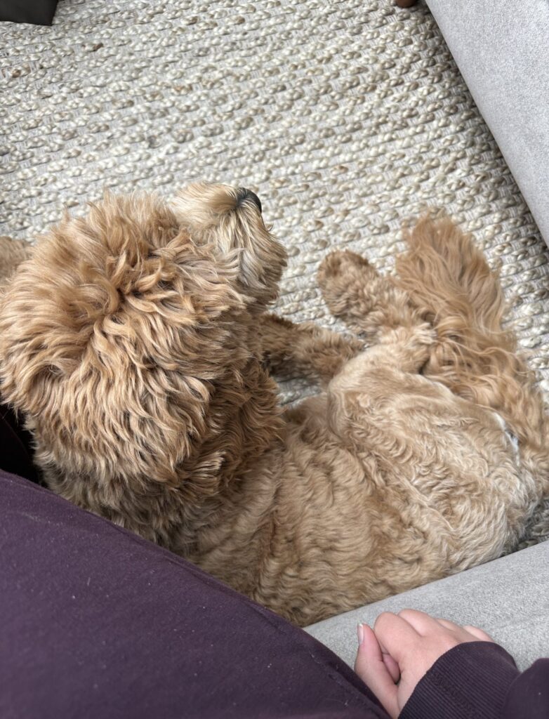 Thuis bij Familie over de Kook – Week 21