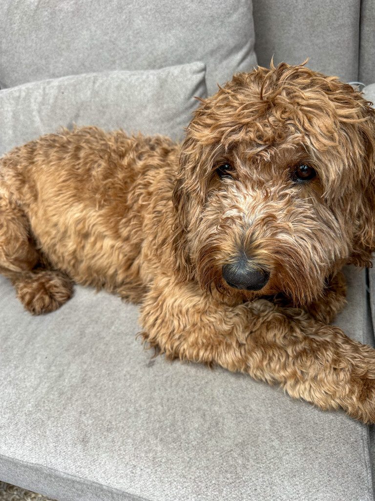 Thuis bij Familie over de Kook: week 22