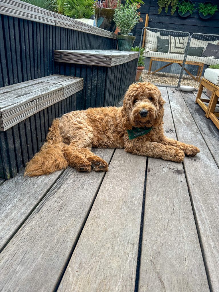 Thuis bij Familie over de Kook: week 22