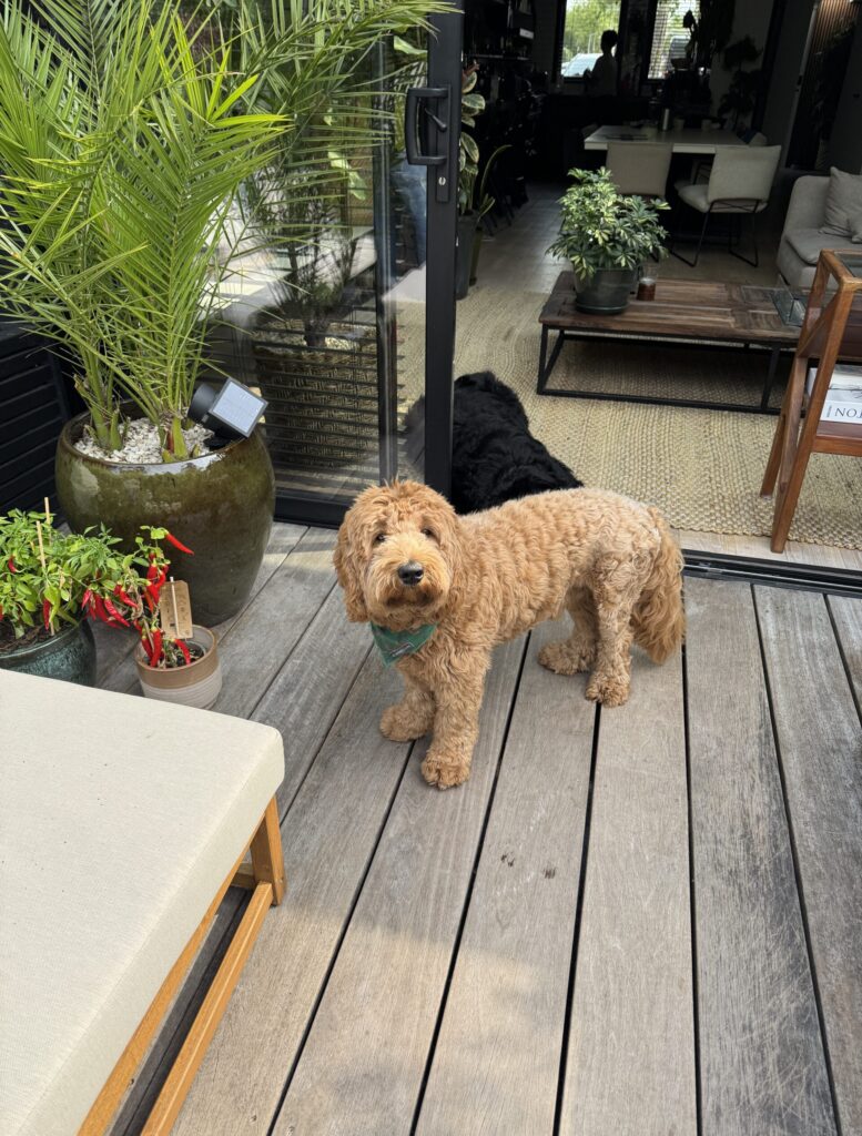 Thuis bij Familie over de Kook week 23