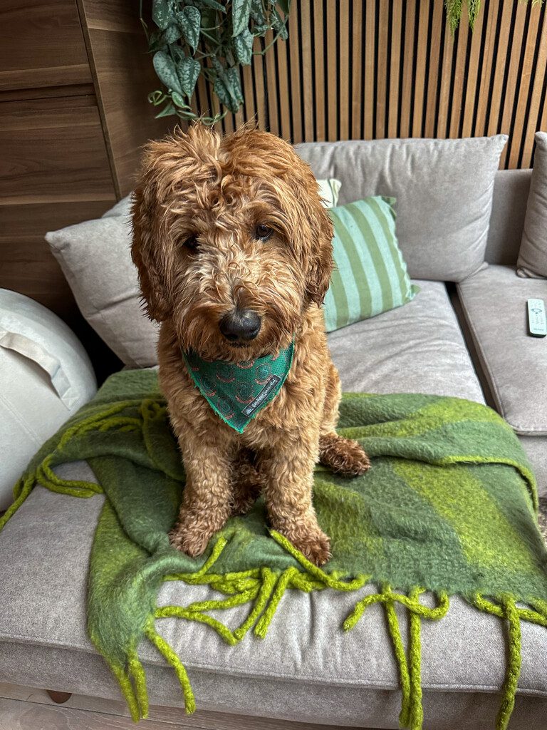 Thuis bij familie over de kook: week 26