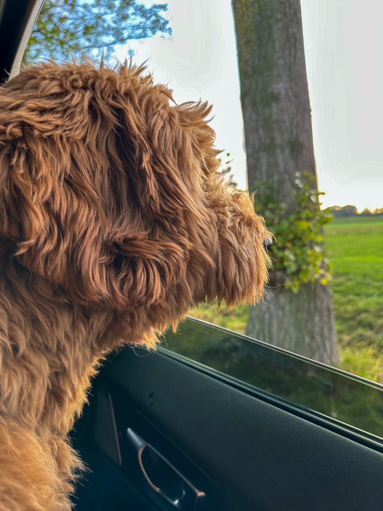 Thuis bij familie over de kook: week 30