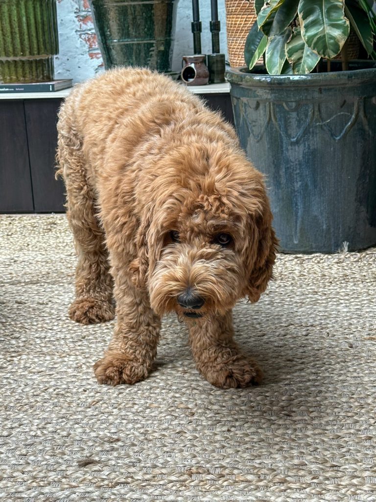 Thuis bij familie over de kook: week 28