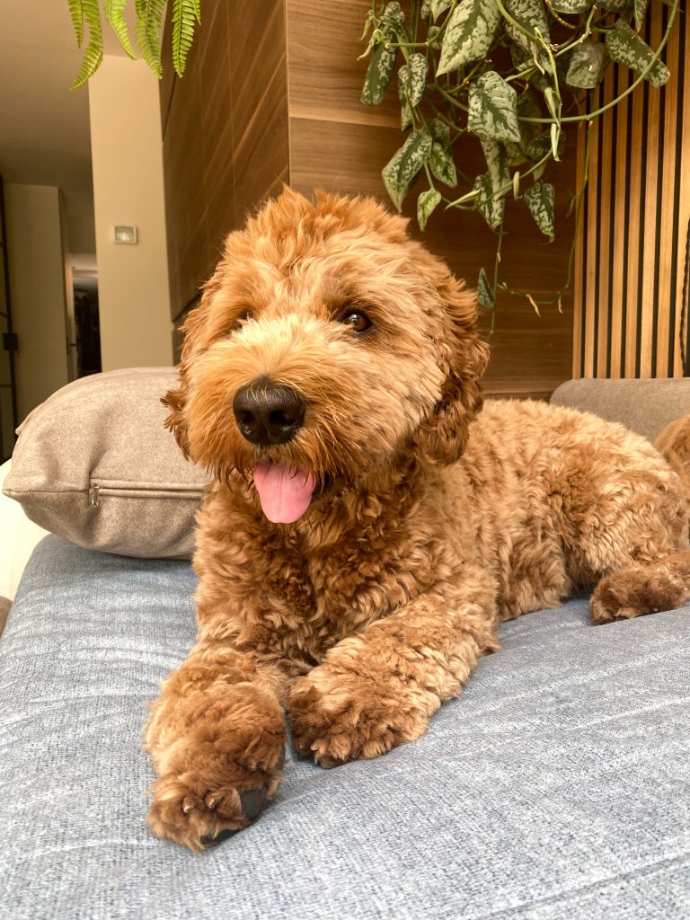 Thuis bij familie over de kook: week 31