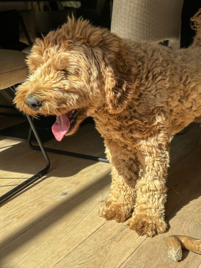 Thuis bij familie over de kook: week 34