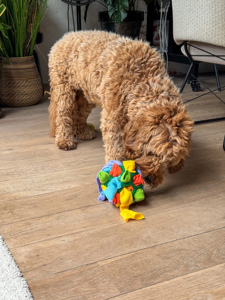 Thuis bij Familie over de kook week 39 - Teun speelt met een snuffel spelletje