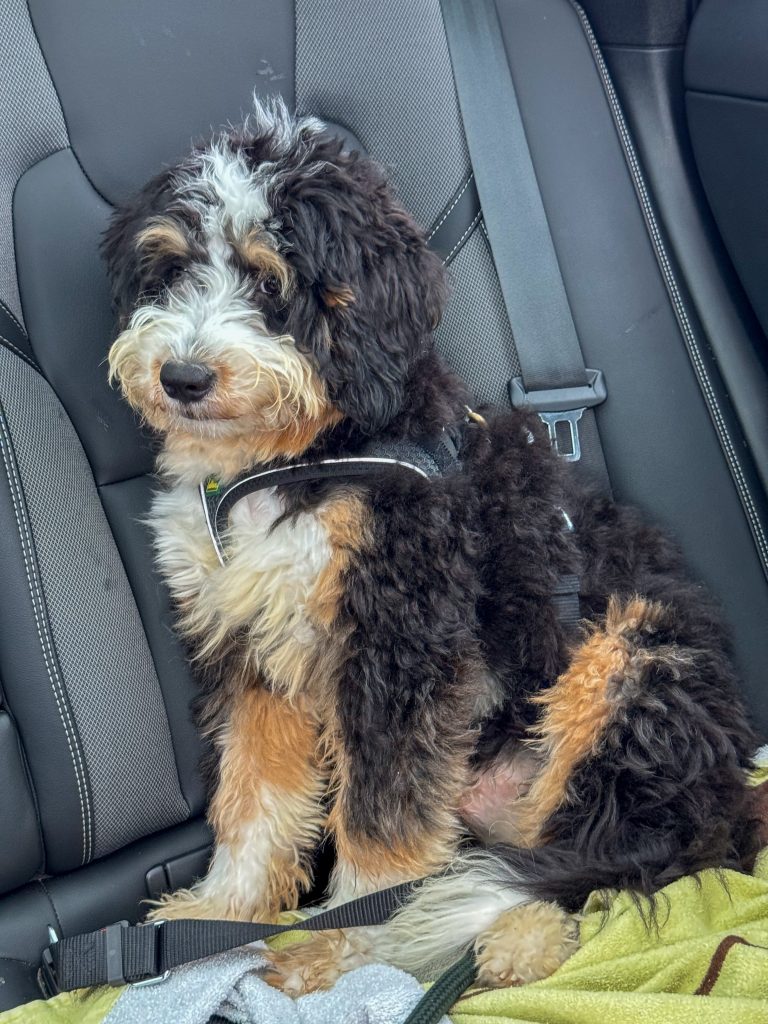 Legen zit in de auto - Thuis bij Familie over de Kook week 41