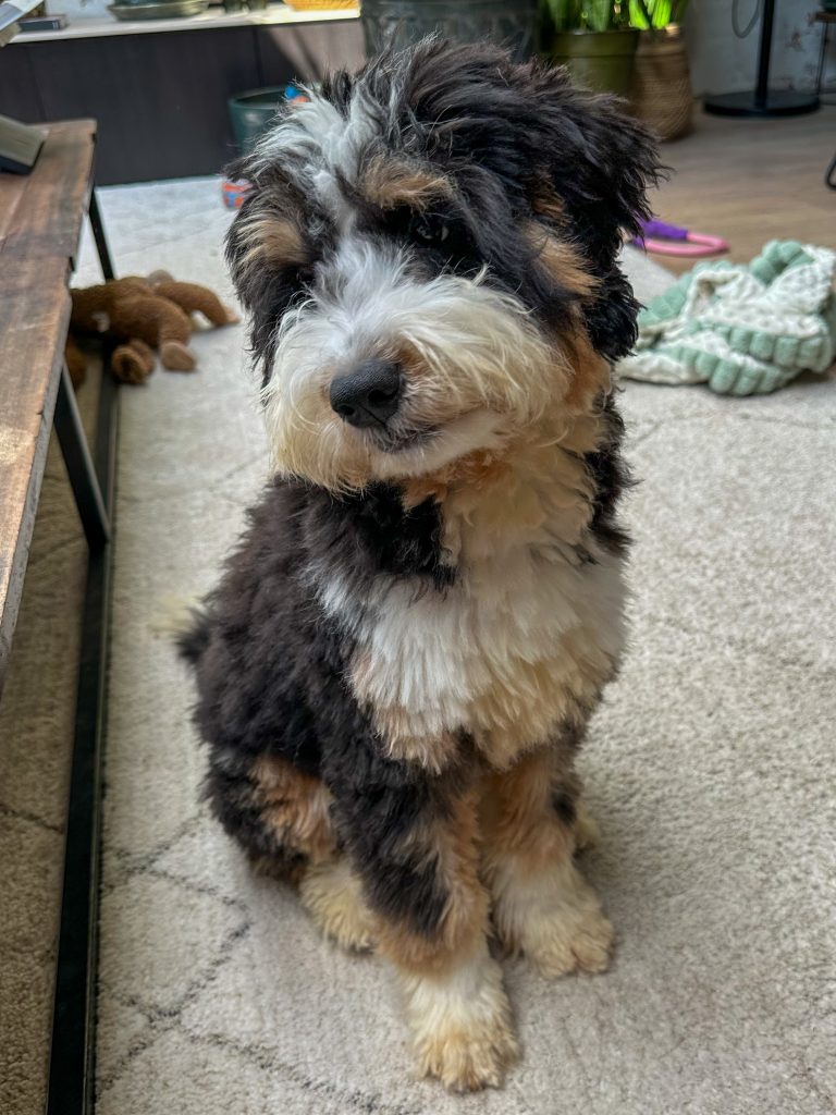 Thuis bij familie over de kook: week 40