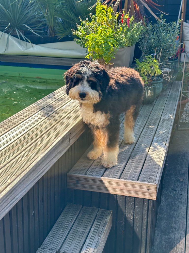 Thuis bij familie over de kook: week 40