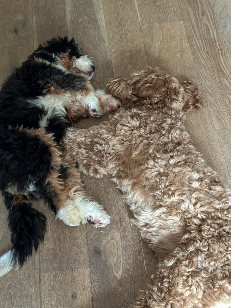 Teun en Legend liggen samen op de grond - Thuis bij Familie over de Kook week 41