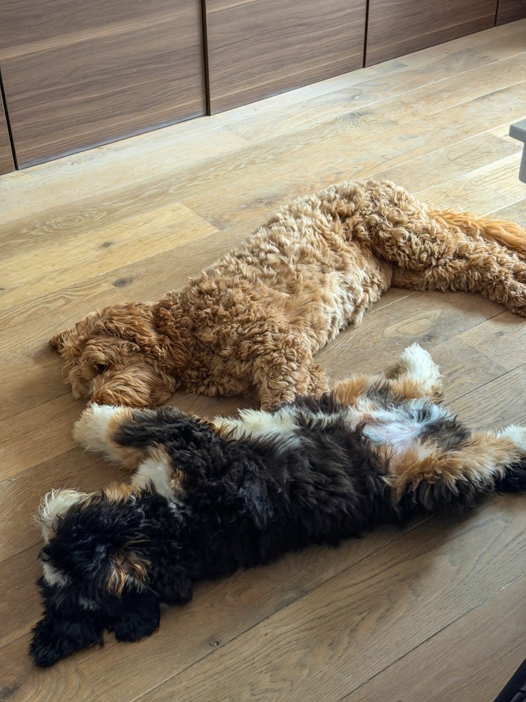 De honden Teun en Legend liggen samen op de grond - Thuis bij Familie over de Kook week 41