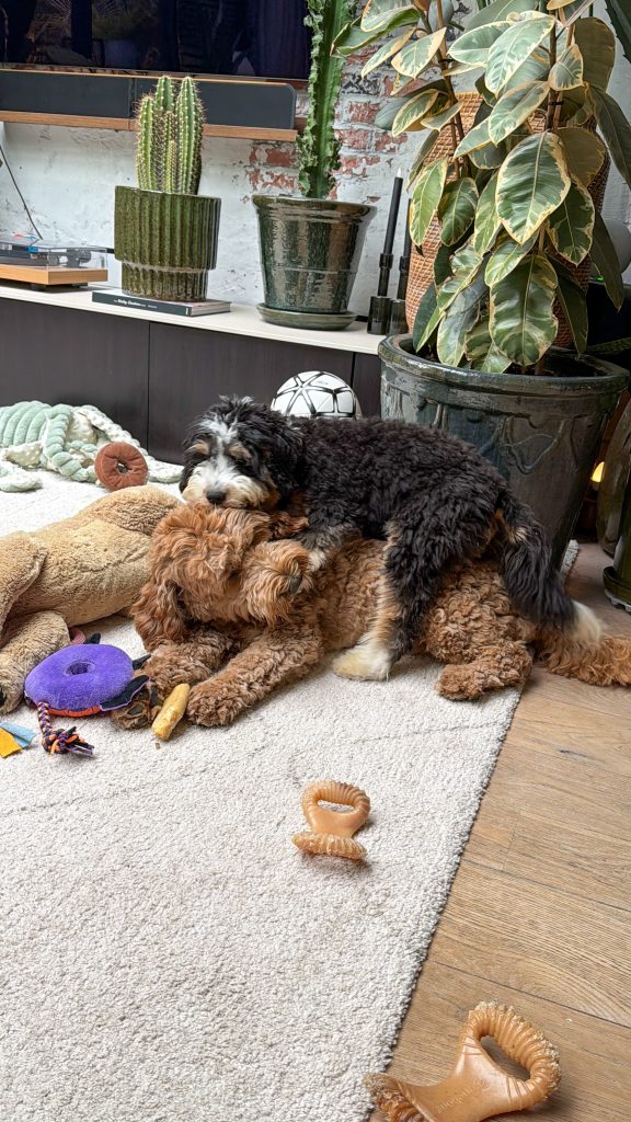 Thuis bij familie over de kook: week 40