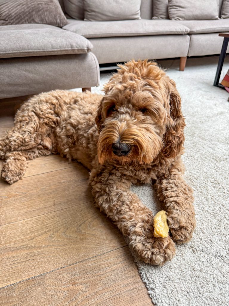 Teun de hond ligt op de grond met zijn bot - Thuis bij Familie over de Kook week 41