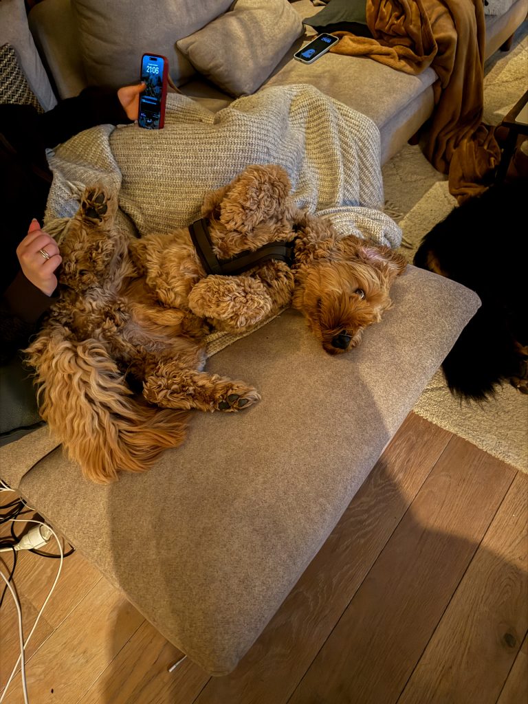 Onze hond ontspannen op de bank onder een deken, terwijl er een telefoon in beeld ligt tijdens een rustige avond thuis.