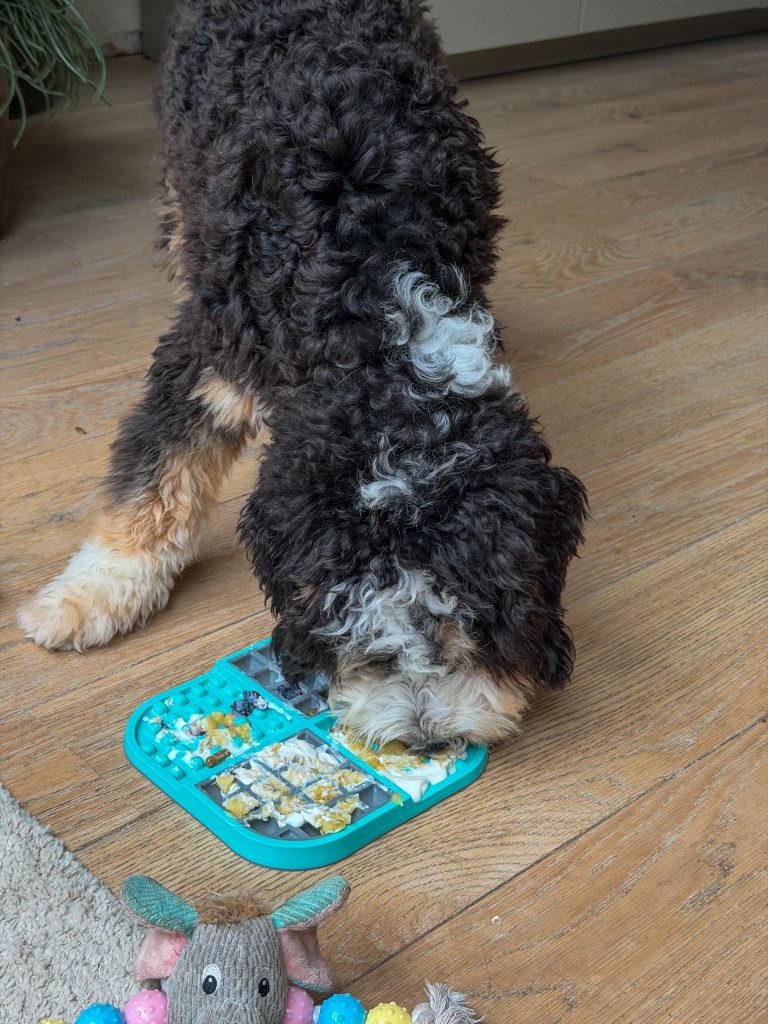 Puppy Ledgie eet enthousiast van zijn gevulde lickmat op de vloer.