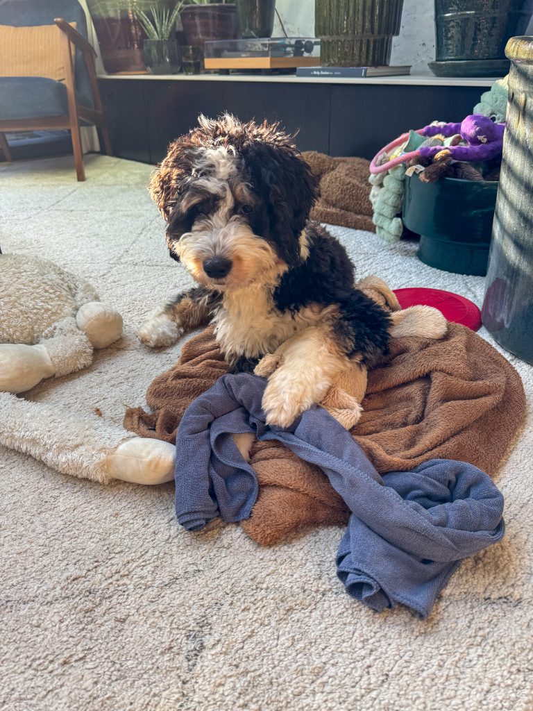 pup Legend speelt met een snuffel spelletje