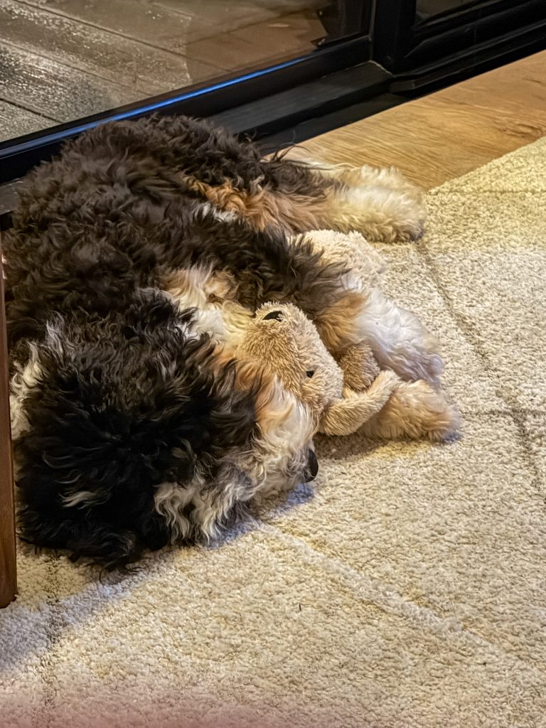 Pup Ledgie ligt te slapen op het kleed met een zachte knuffel tegen zijn snuit.