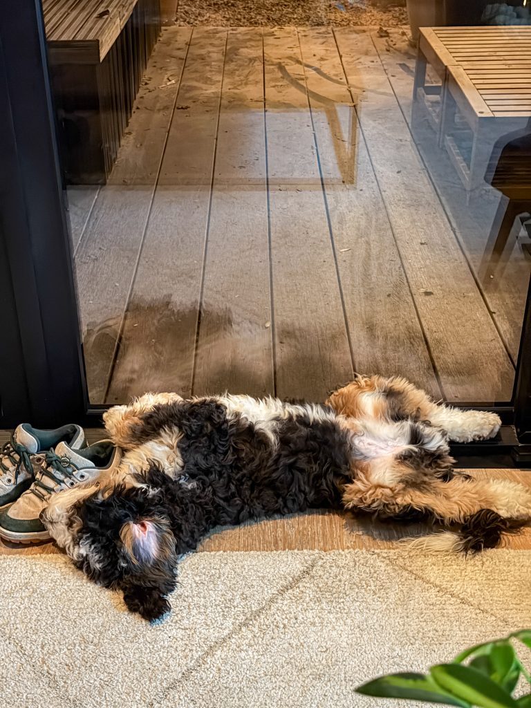 Pup Ledgie ligt uitgestrekt te slapen tegen de schuifpui met schoenen naast hem.