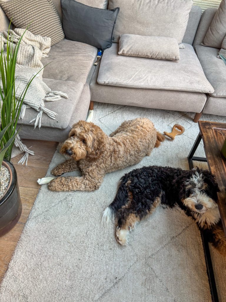 Labradoodle Teun en pup Ledgie liggen ontspannen samen op het vloerkleed in de woonkamer.