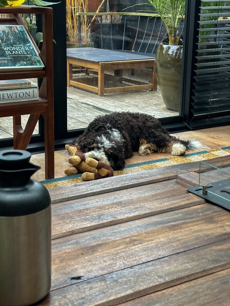 Hond slaapt bij de schuifpui met een knuffel