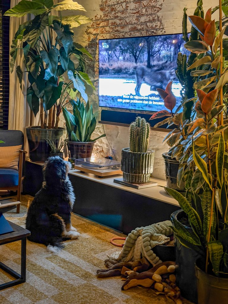 Legend kijkt mee met de tv