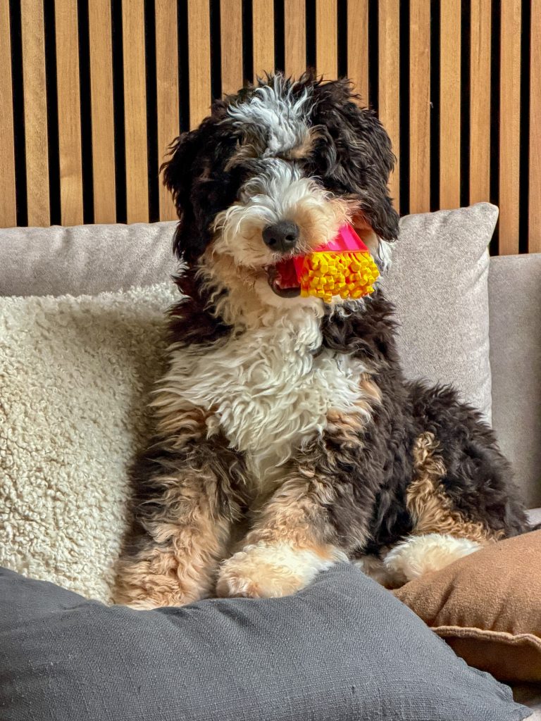 Thuis bij familie over de kook: week 49. Puppy Ledgie zit op de bank met een roze-geel speeltje in zijn bek.