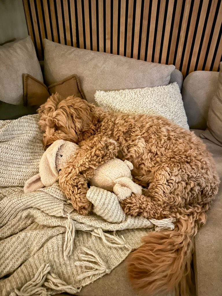 Hond slaapt op de bank met favoriete knuffel