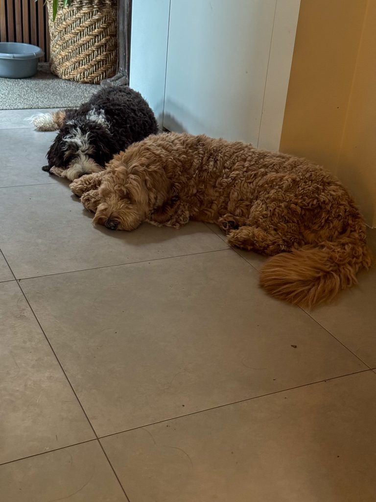 Thuis bij familie over de kook: week 49