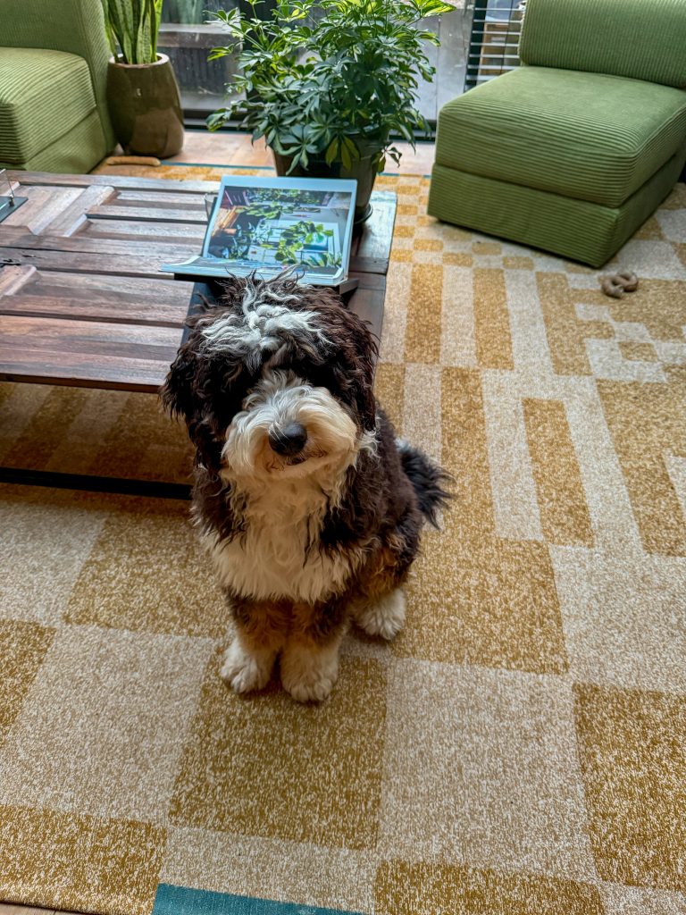 Legend schattig kijken in de woonkamer