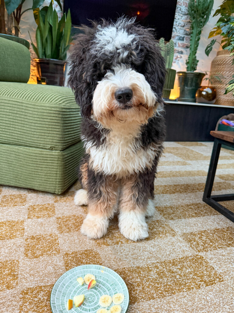 Thuis bij familie over de kook: week 4