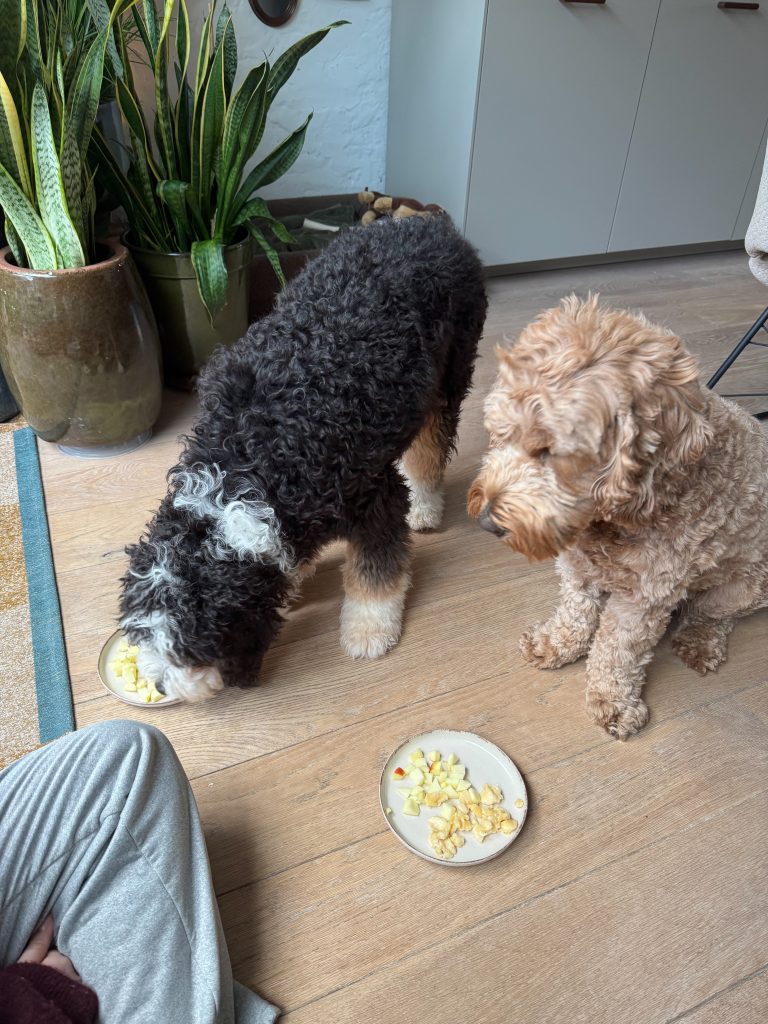Legend en Teun eten appelstukjes uit schaaltjes op de vloer