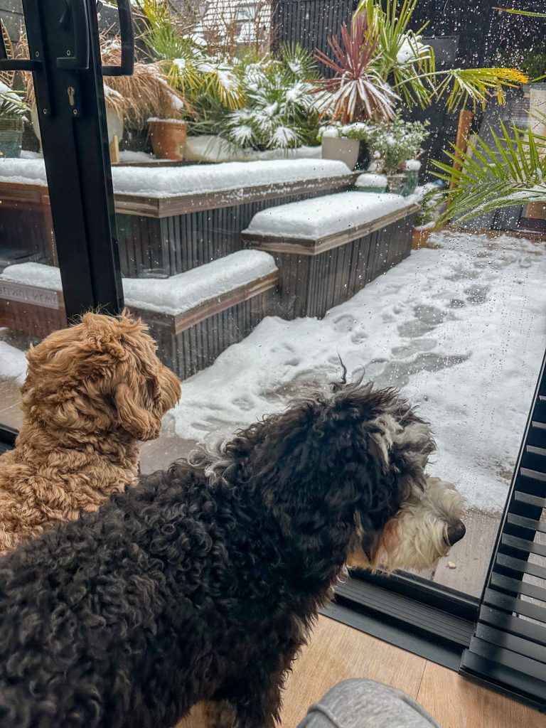 Honden Legend en Teun kijken samen door het raam naar de sneeuw in de tuin.
