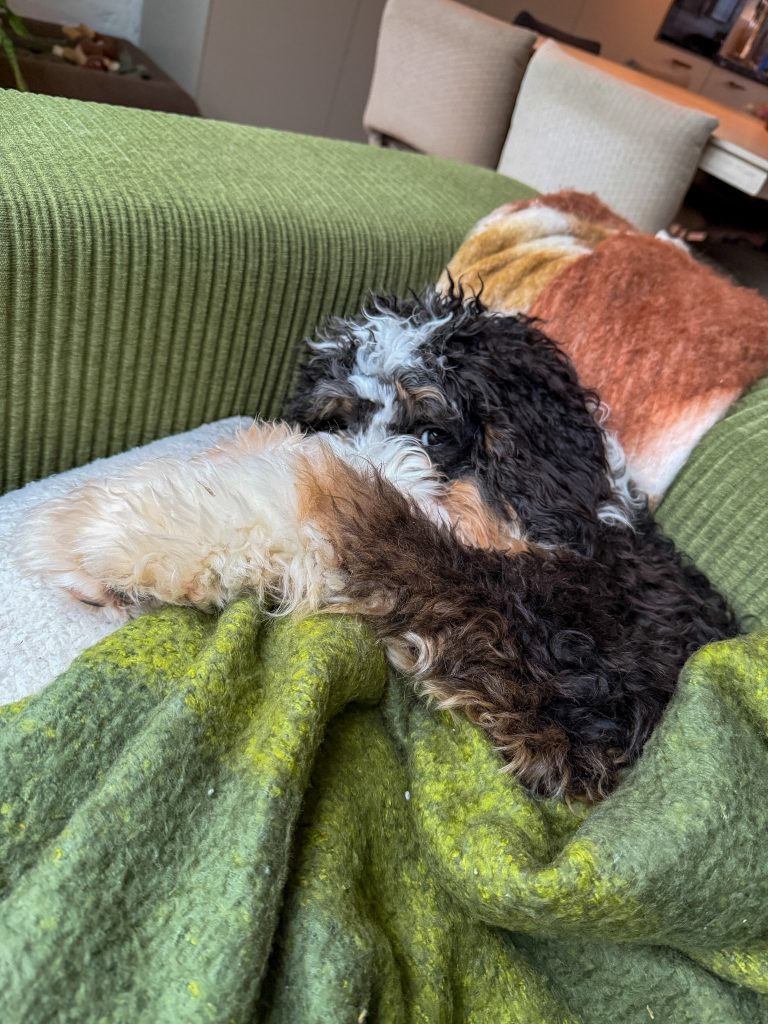 Legend ligt onder een deken op de bank en slaapt