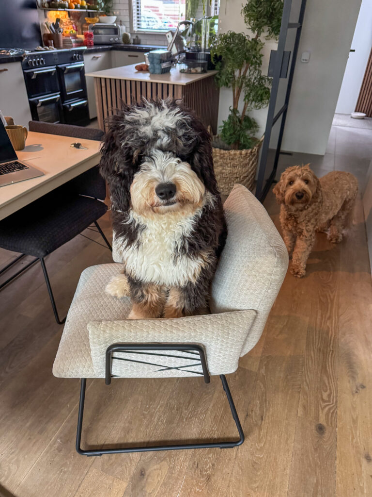 Thuis bij familie over de kook: week 4